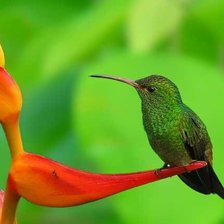 Схема вышивки «№115683»