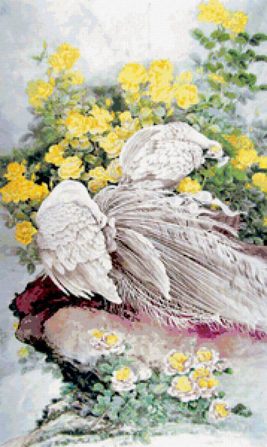 белые павлины - птицы, павлины, китай - предпросмотр