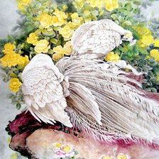 белые павлины