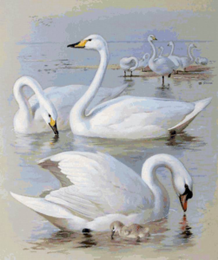 лебеди на озере - птицы, лебеди - предпросмотр