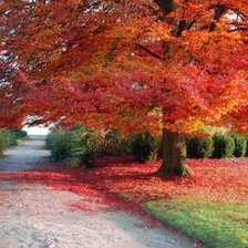 Схема вышивки «Осеннее дерево»