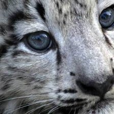 Схема вышивки «Леопард»