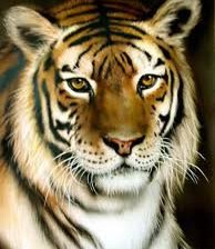 Схема вышивки «Тигр»