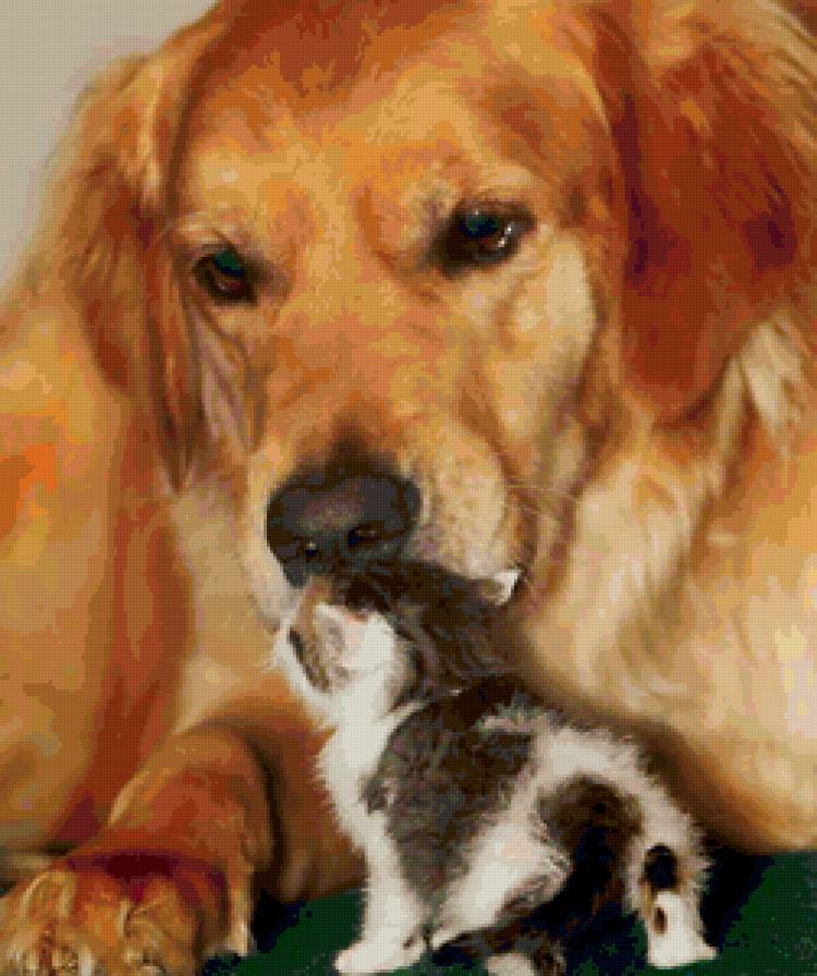 Друзья - животные, кошки, собаки - предпросмотр