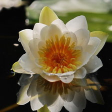 Схема вышивки «лилия»