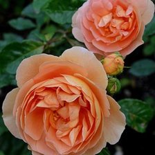 Схема вышивки «Розы»