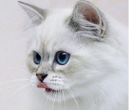 пушок - животные, кошки - оригинал