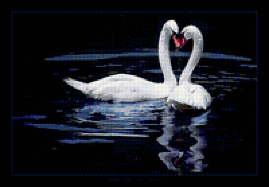 верность - природа, лебеди, верность - предпросмотр