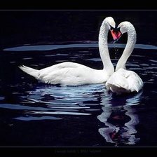 Схема вышивки «верность»