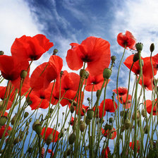 Схема вышивки «маки 1»