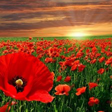 Схема вышивки «маки 2»