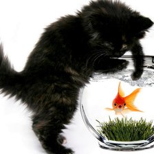 Схема вышивки «киця»