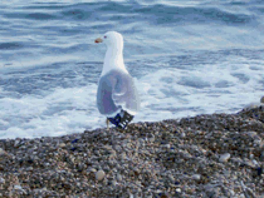 Чайка - море, птица - предпросмотр