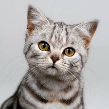 Схема вышивки «котейка»