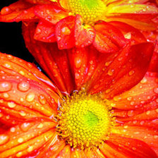 Схема вышивки «цветы»