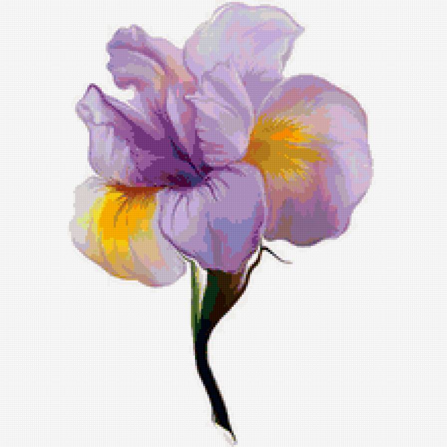 Ирис - цветы - предпросмотр