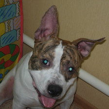 Схема вышивки «Моя собака»