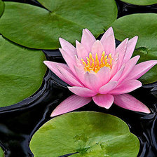 Схема вышивки «Лотос»