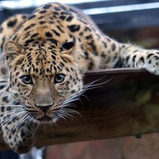 Схема вышивки «Готов.....снимайте Серия "Дикие кошки"»