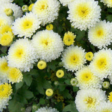 Схема вышивки «№117244»