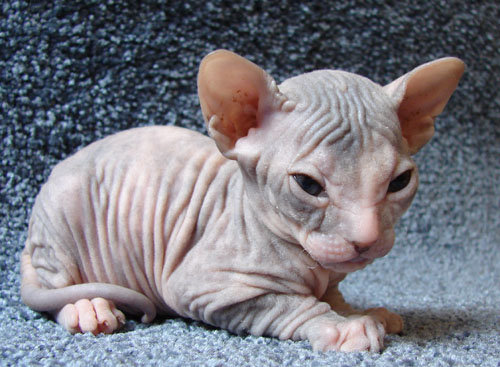 Донской сфинкс - кошки - оригинал