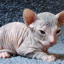 Схема вышивки «Донской сфинкс»