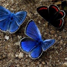 Схема вышивки «№117374»