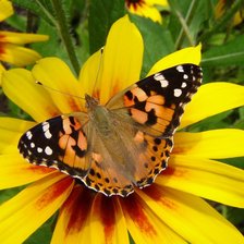 Схема вышивки «№117383»