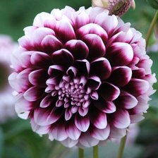 Схема вышивки «№117398»