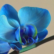 Схема вышивки «№117431»