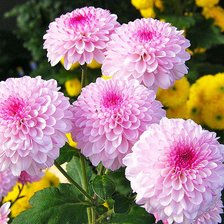 Схема вышивки «№117433»