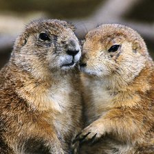 Схема вышивки «№117458»