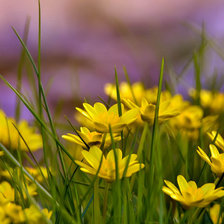 Схема вышивки «Поле»