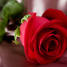 Схема вышивки «Роза»