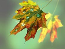 Схема вышивки «Природа»