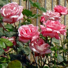 Схема вышивки «№117610»