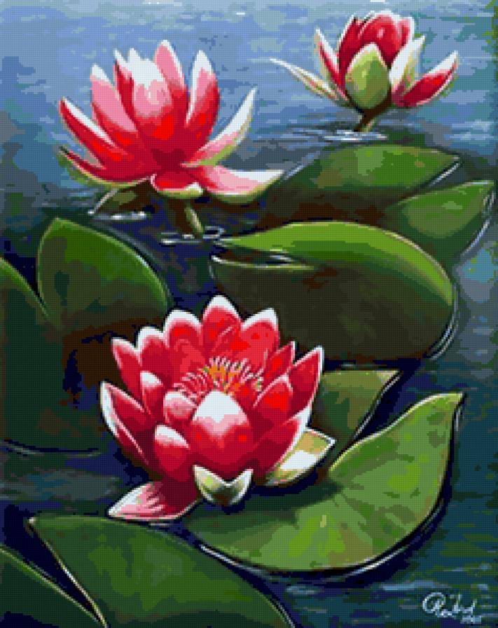 Кувшинки - кувшинки, кувшинка, цветы, водяная лилия, лилия, лилии - предпросмотр