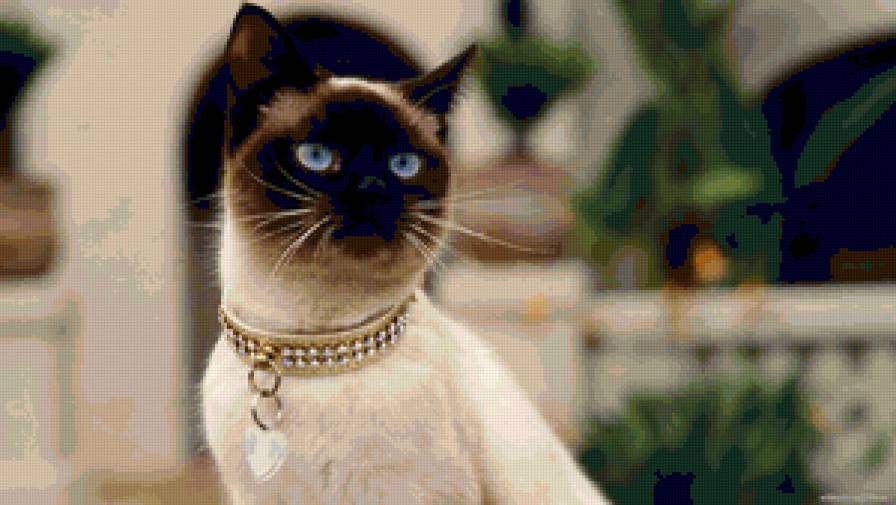 Сиамская киса - кошка, животные - предпросмотр