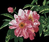 Схема вышивки «шиповник»