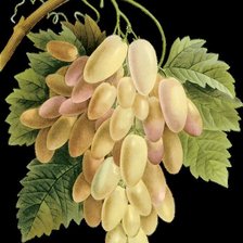 Схема вышивки «Белый виноград»