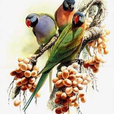 Схема вышивки «Три попугаи»