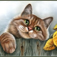 Кот на заборе