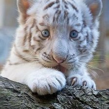 Схема вышивки «Тигрёнок»