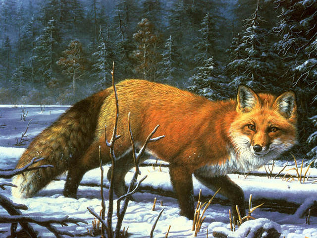 Лиса - лисы, животные - оригинал