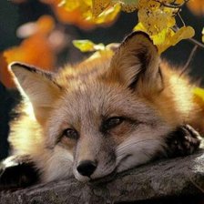 Схема вышивки «Лисичка»