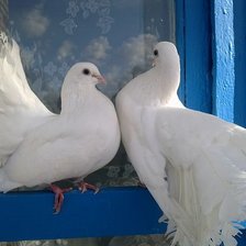 Схема вышивки «Голубки»