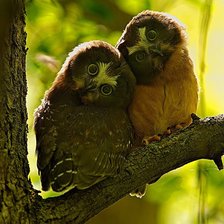 Схема вышивки «Совы»