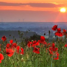 Схема вышивки «Маковое поле»