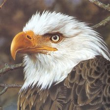 Схема вышивки «Орёл»