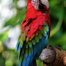 Схема вышивки «Попугай»